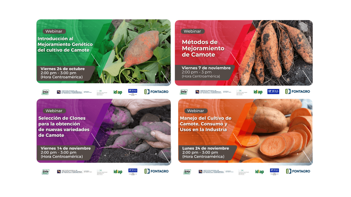 Con éxito se realizó una serie de webinars sobre mejoramiento genético del Camote