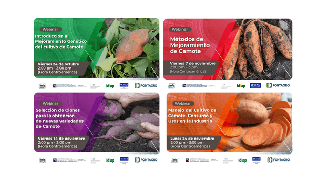 Con éxito se realizó una serie de webinars sobre mejoramiento genético del Camote