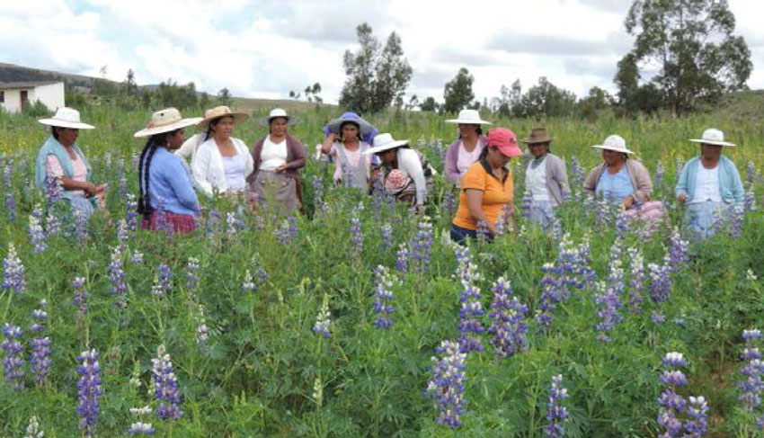 Lupinus: a strategy for Climate Change adaptation