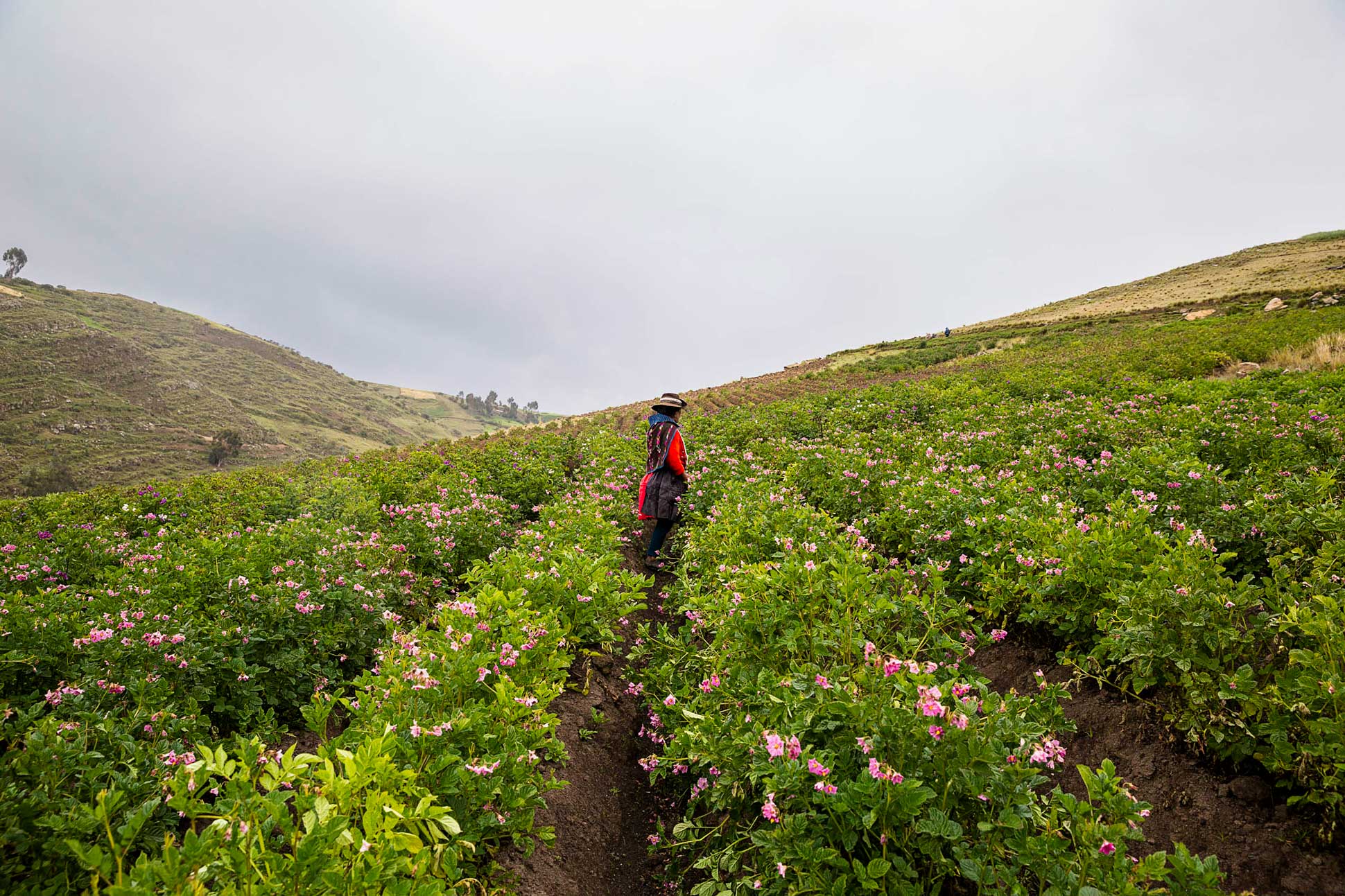 Reduce the impact of climate change on agriculture and livestock in LAC
