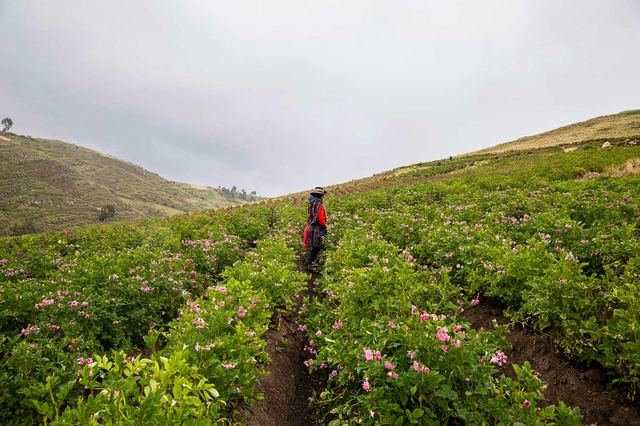 Reduce the impact of climate change on agriculture and livestock in LAC
