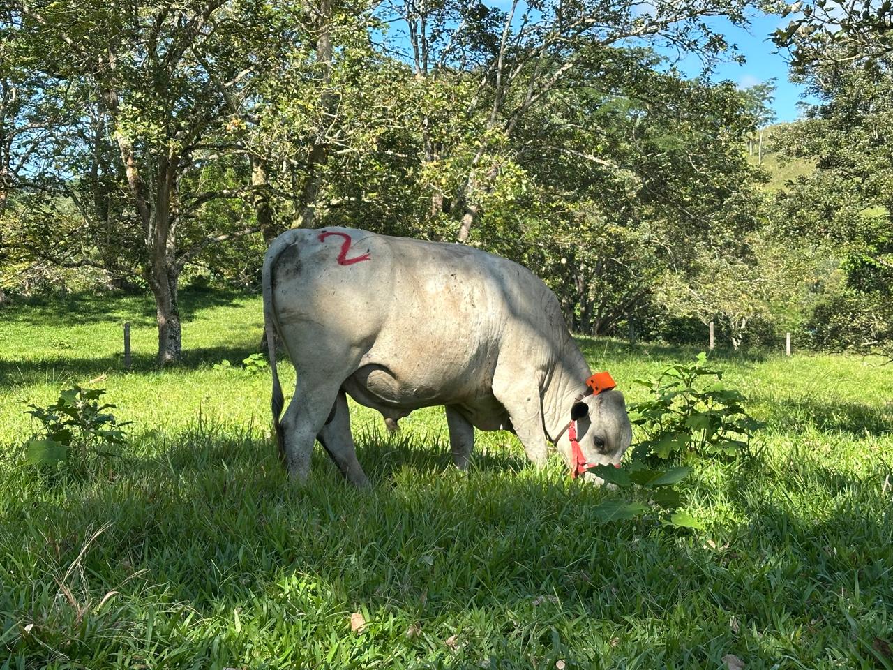 Precision Livestock Farming: Master's Thesis Improves Sensors for Monitoring Grazing Cattle