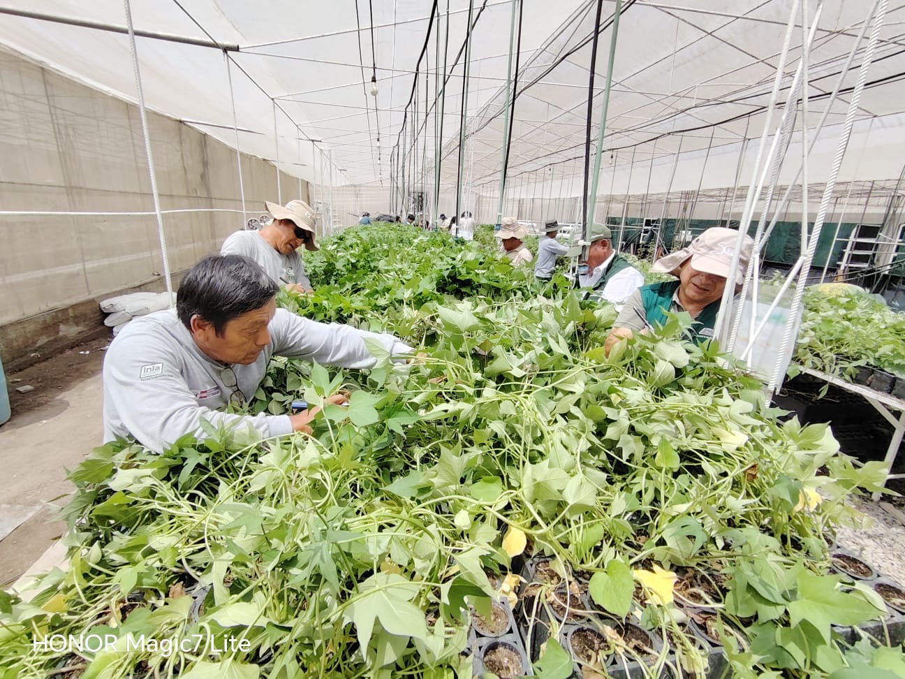 Fortalecen capacidades técnicas en el cultivo de camote en Perú