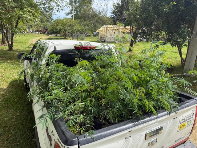 Entrega de Leucaena diversifolia impulsa la ganadería ecoeficiente en fincas del Cauca-Colombia