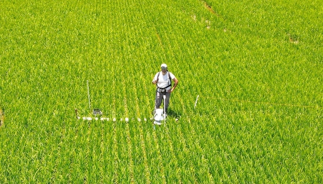 ¿Es posible reducir las emisiones de metano en arroz sin afectar la productividad?