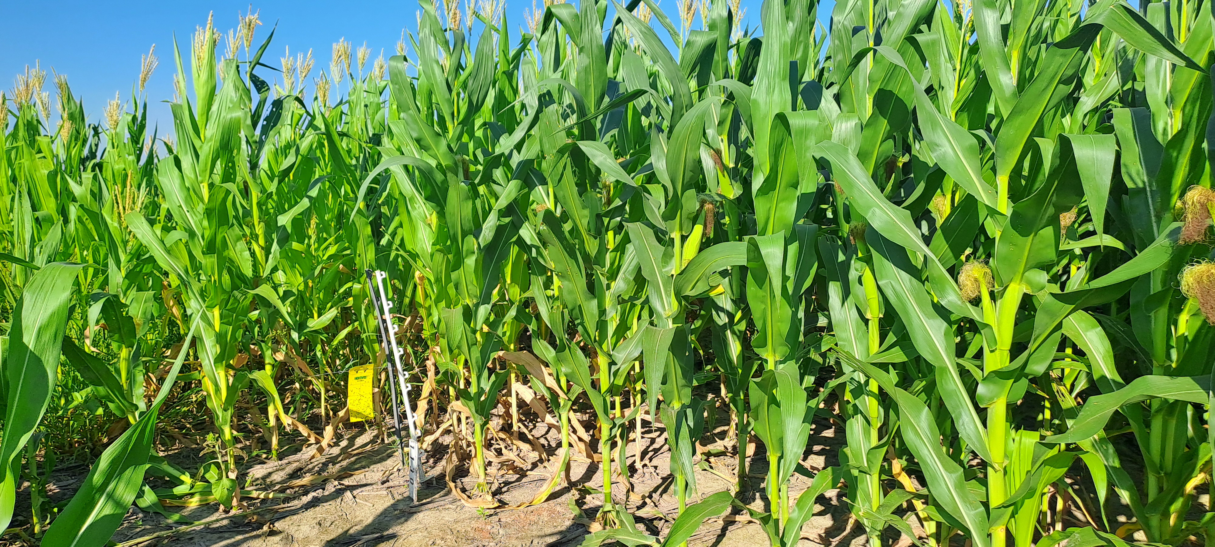 Resilient Maize: an international alliance against maize stunt disease in Latin America