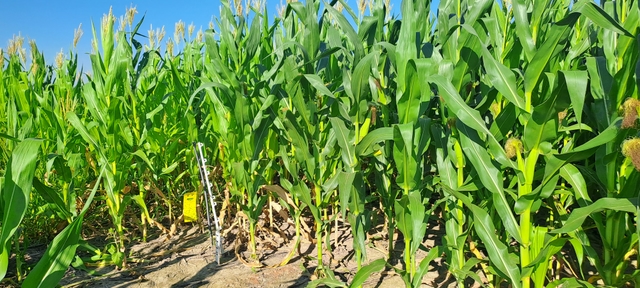 Resilient Maize: an international alliance against maize stunt disease in Latin America