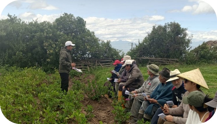 Taller sobre punta morada y cosecha de clones fortalecen capacidades técnicas de productores paperos