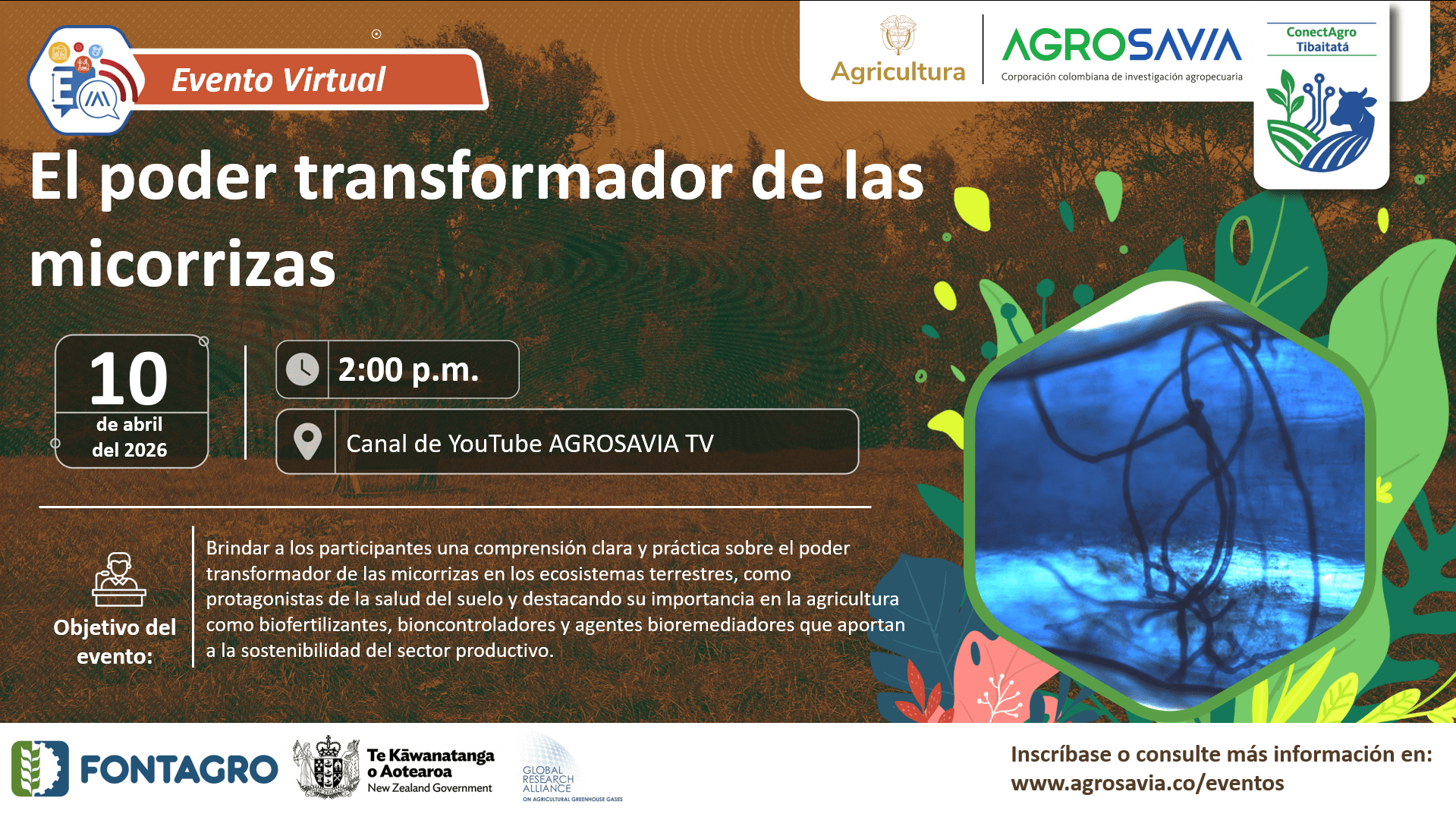 Mycorrhizae: Allies for Soil Health and Climate Resilience