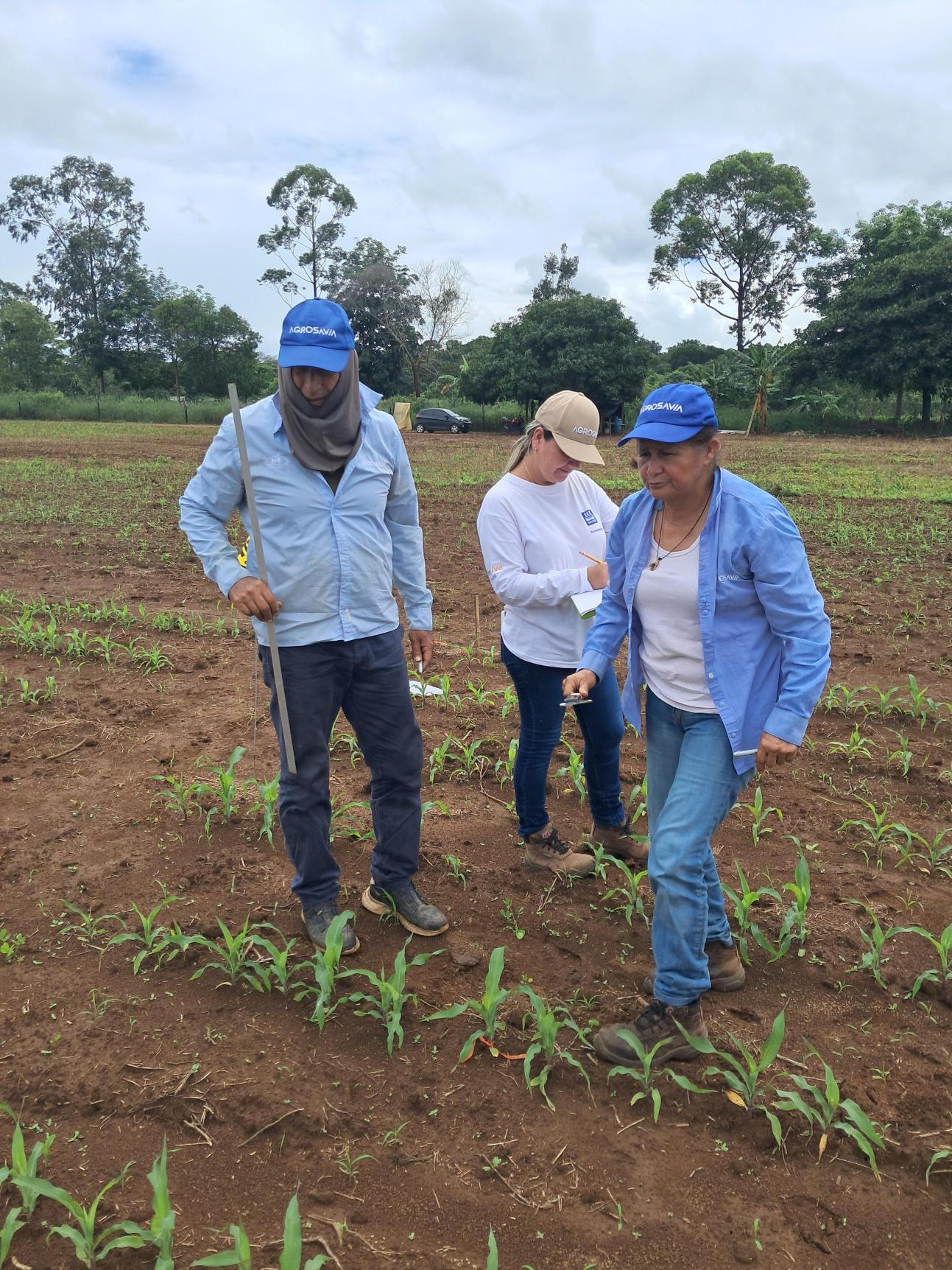 AGROSAVIA and FENALCE Advance Field Evaluation of Beneficial Microorganisms in Maize