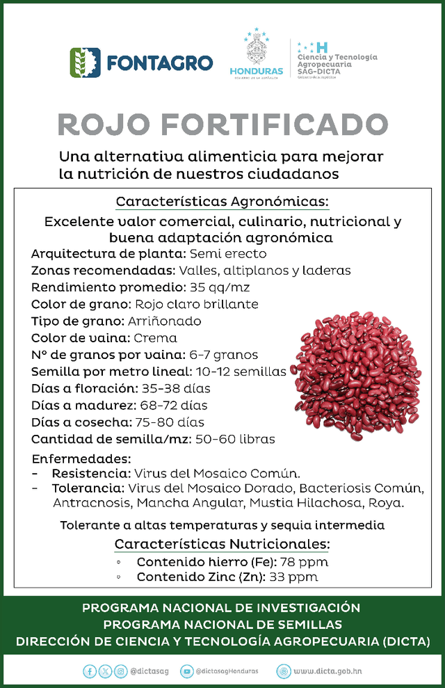Impulsan la seguridad alimentaria en Olancho con el cultivo de frijol biofortificado