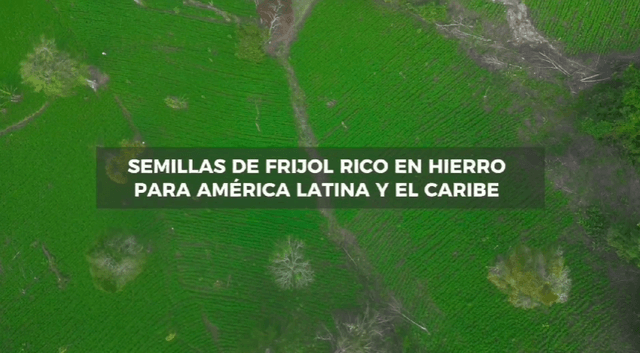 Frijol rico en hierro en la Región: Producción de semilla y cadena de valor
