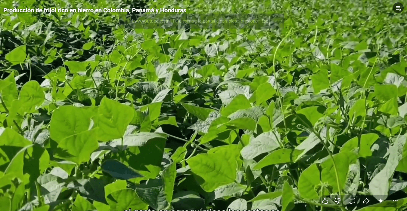 Panamá, Honduras y Colombia fortalece la producción de frijol rico en hierro