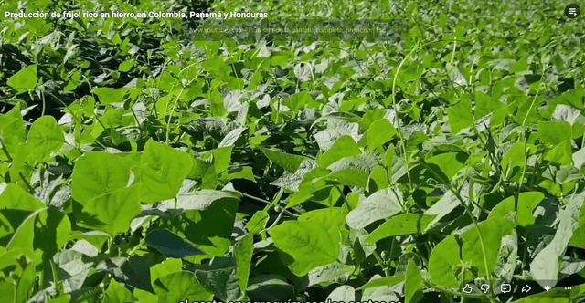 Panamá, Honduras y Colombia fortalece la producción de frijol rico en hierro
