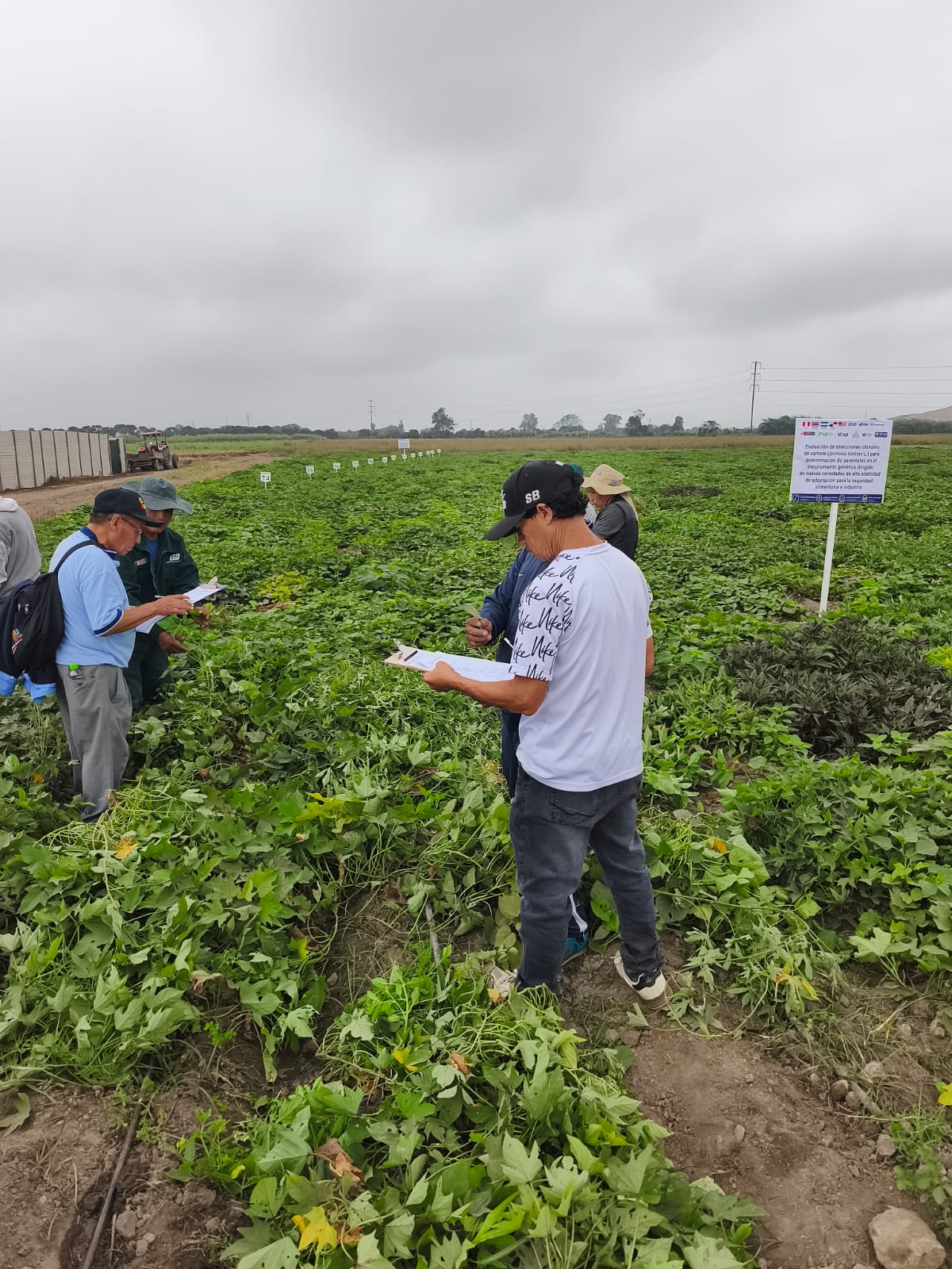 FONTAGRO Project to Hold Sweet Potato Genotype Evaluation and Selection Workshop in Peru