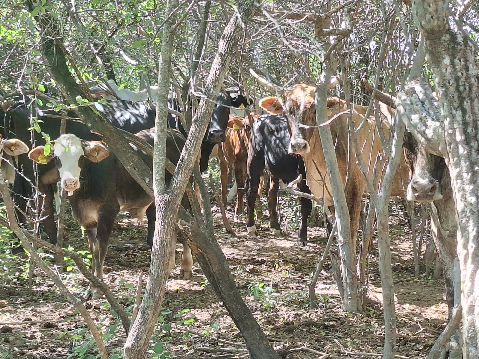 El Gran Chaco demuestra que la eficiencia ganadera y el cuidado del monte nativo van de la mano