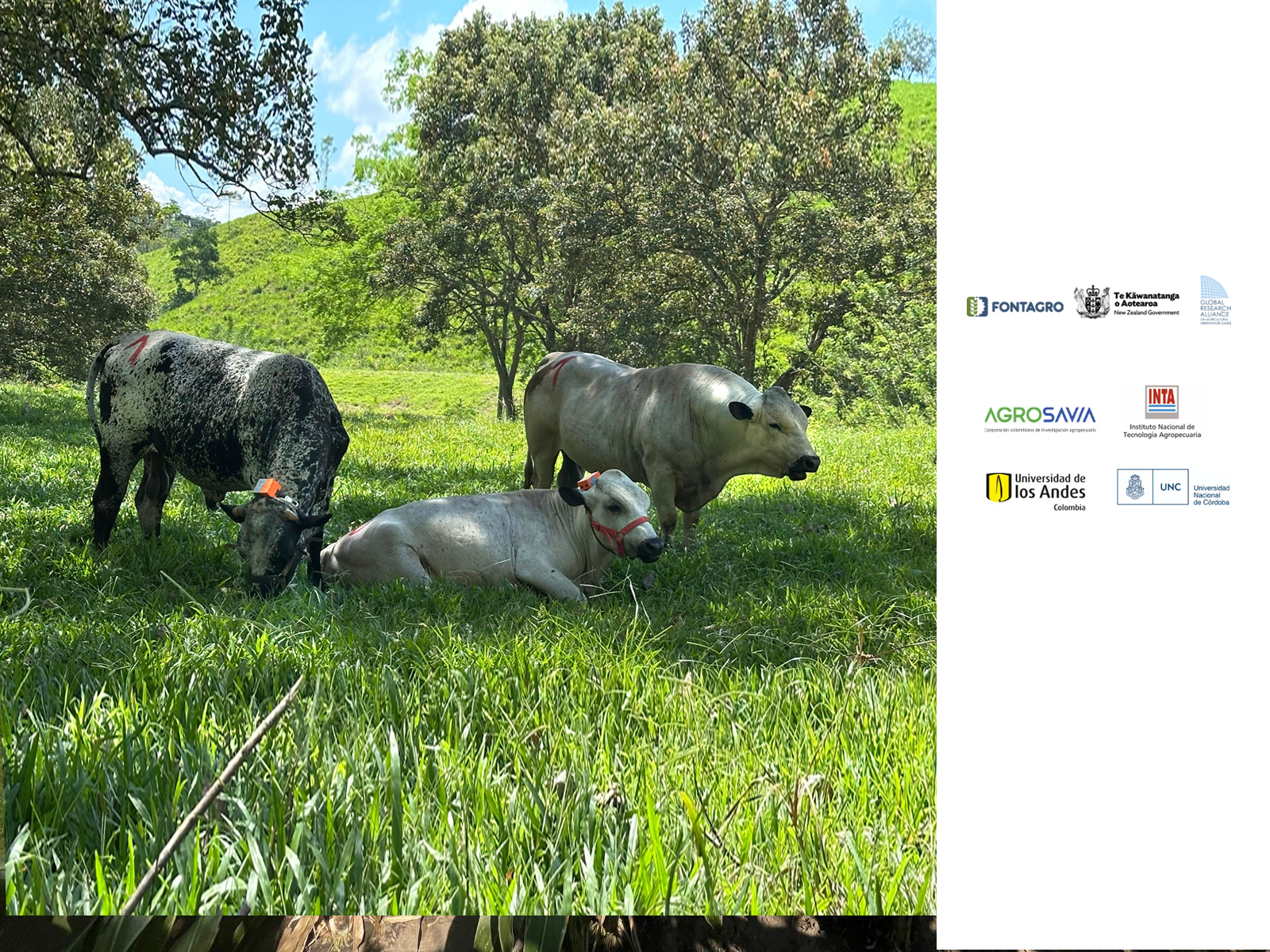 Project Story Image