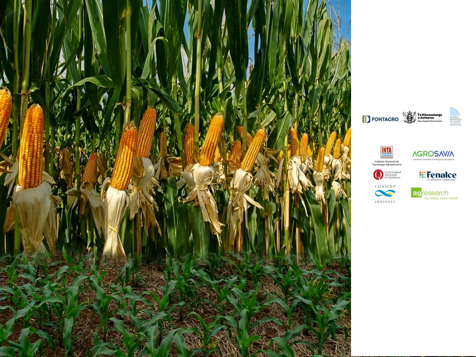 Project Story Image