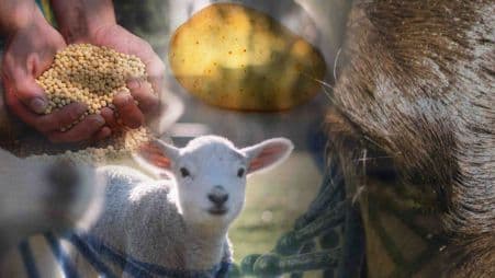 Edición génica para mejoramiento en especies vegetales y animales
