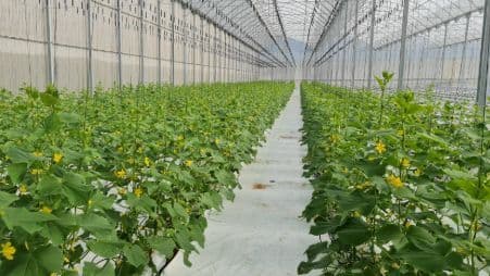 Agricultura Vertical: Innovación para la Horticultura en América Latina y el Caribe
