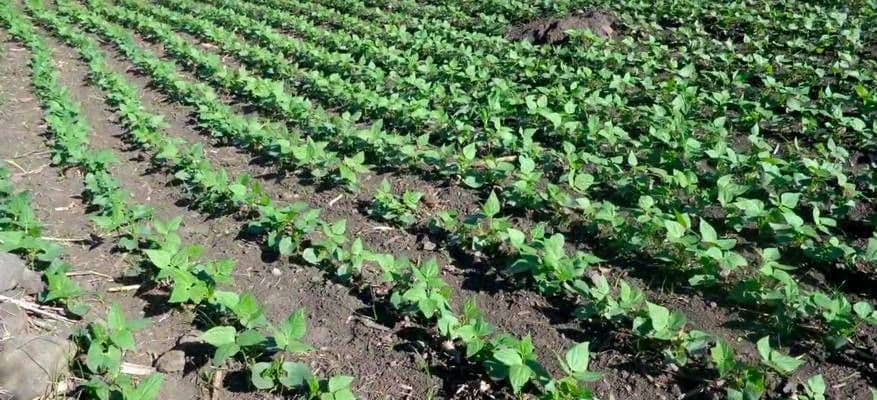 Red de fincas resilientes con manejo sostenible del bosque