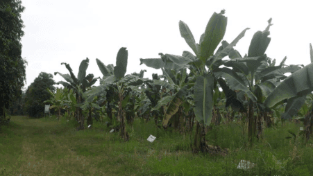 Prevención y manejo de la marchitez por Fusarium de las Musáceas