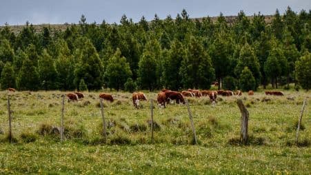 Un bienestar para la resiliencia de las fincas ganaderas