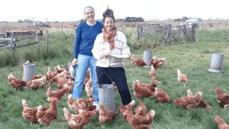 Modelo agroecológico para la coccidiosis aviar