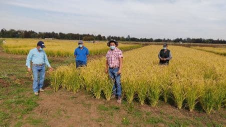 Arroz más productivo y sustentable para Latinoamérica