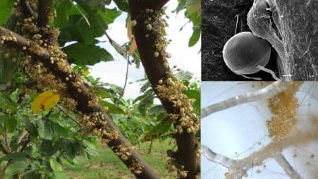 Bioproceso reductor de la solubilidad del Cadmio Rizosférico