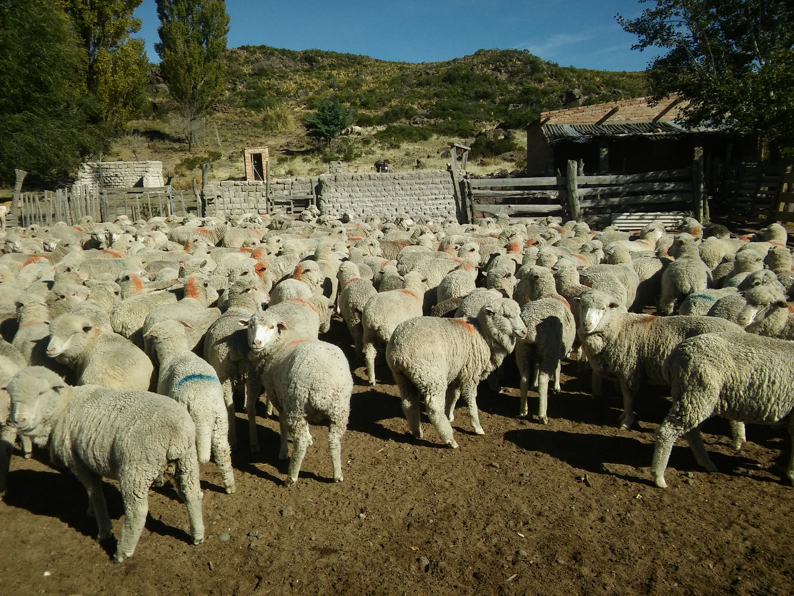 Proyecto Innovación E Intensificación Para La Adaptación Al Cambio Climático De La Ganadería 3754